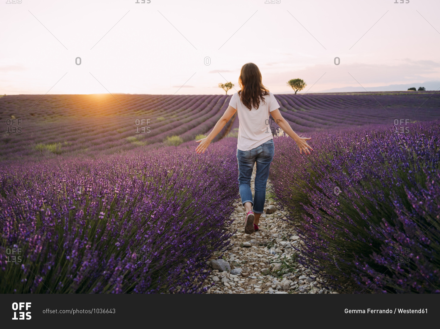 France- Valensole- back view of woman walking between blossoms of lavender field at sunset