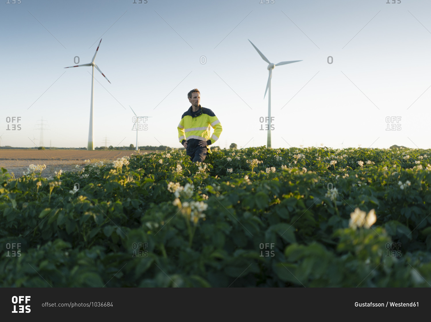 Engineer standing in a field at a wind farm