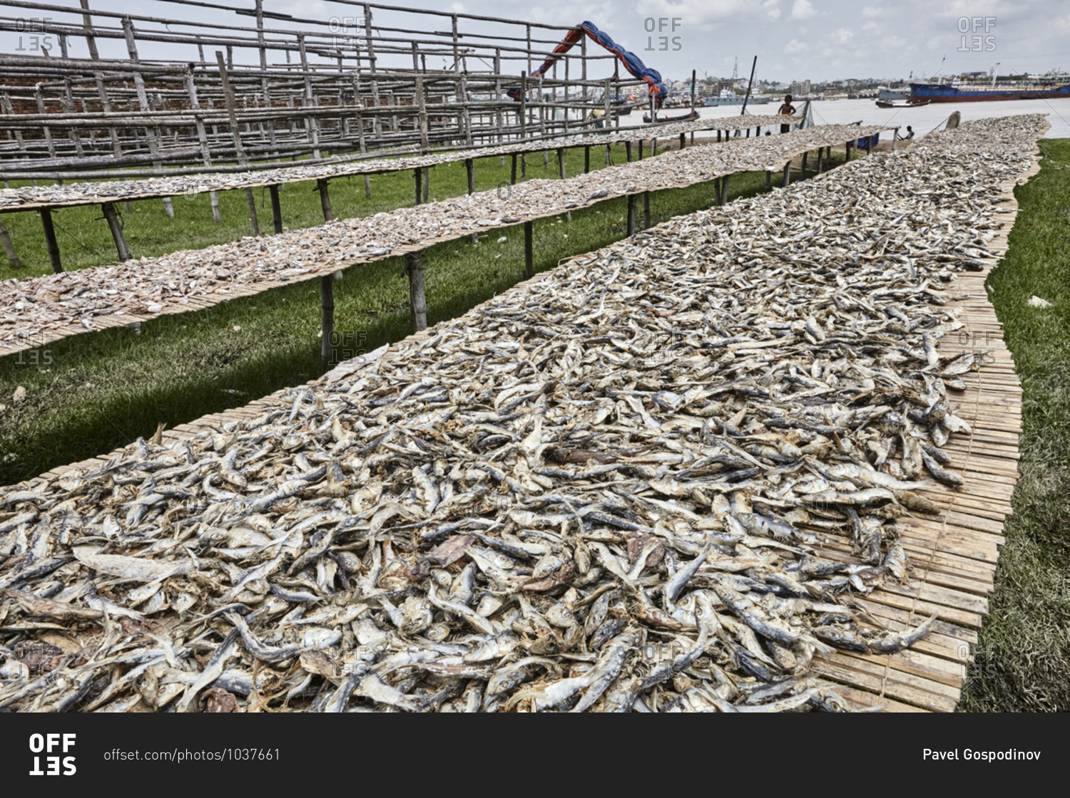 Abundance of fish at a dry fish factory on Karnaphuli River bank, Chittagong, Bangladesh