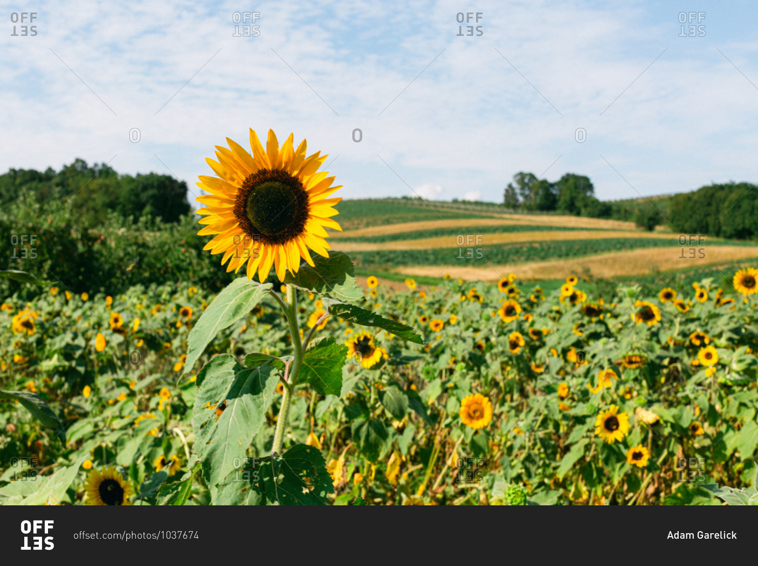 Bright yellow sunflowers in a field