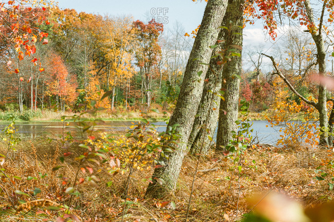 Colorful fall leaves in a lakeside forest in rural Connecticut