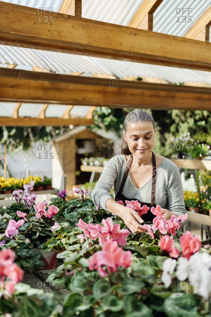 Beautiful middle aged woman working in plant nursery.