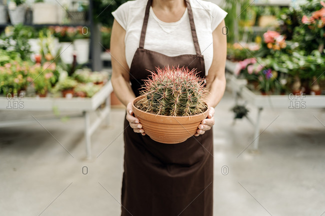 Beautiful middle aged woman working in plant nursery holding a cactus.