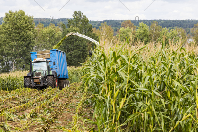 Harvesting corn field. Detailed shot.