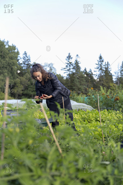 Woman on vegetable patch. Detailed shot.