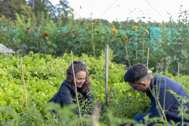 Man and woman on vegetable patch picking fruits