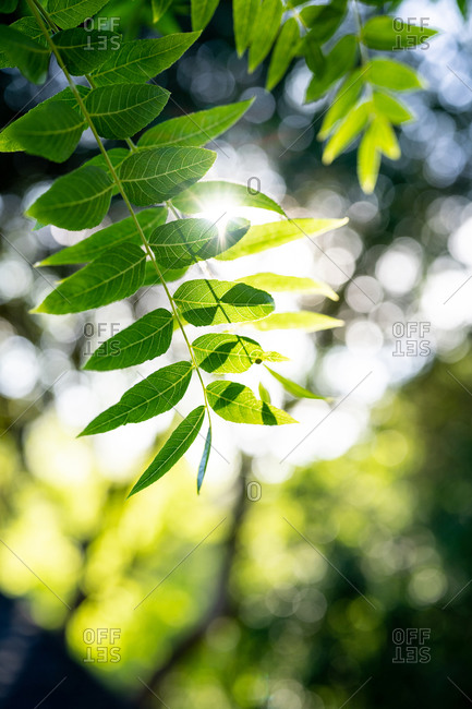 Sunlight through green tree leaves with shallow depth of field