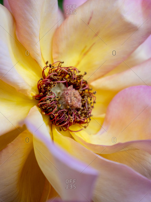 Close up colorful detail of interior of open rose bloom