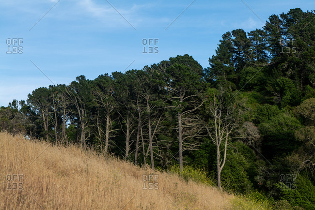forest tree line