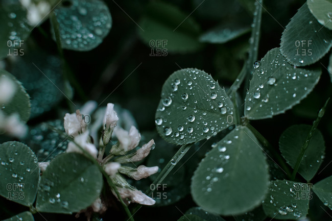 Dew drops on a green leaf between flowers