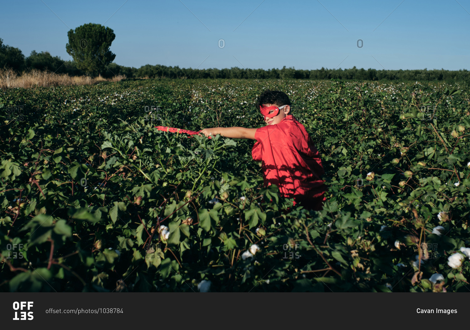 Child disguised as a red superhero enters cotton fields ready to fight