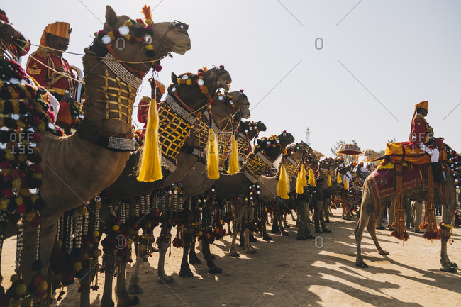 Rajasthan, India - January 29, 2018: Group of decorated camels with their Rajasthani man riders in the Jaisalmer Desert Festival