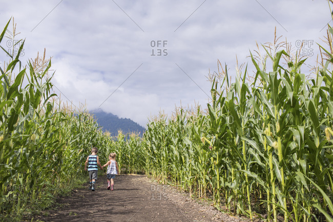walking corn