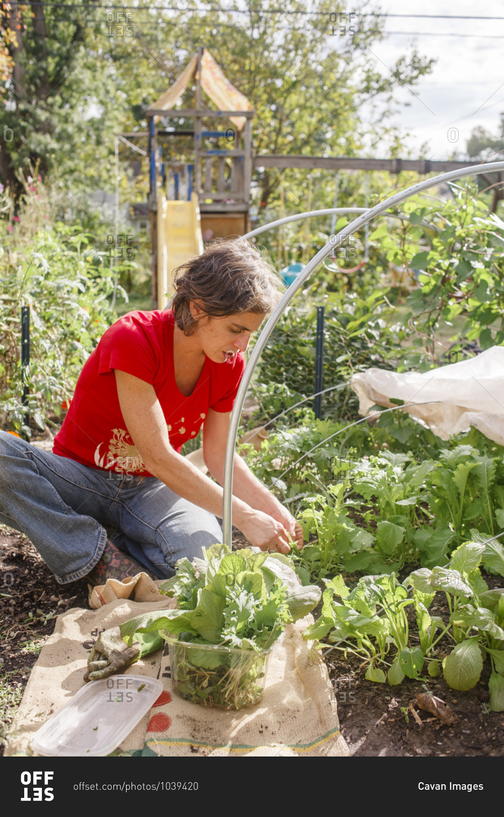 A woman picks leafy greens from her backyard vegetable garden in sun
