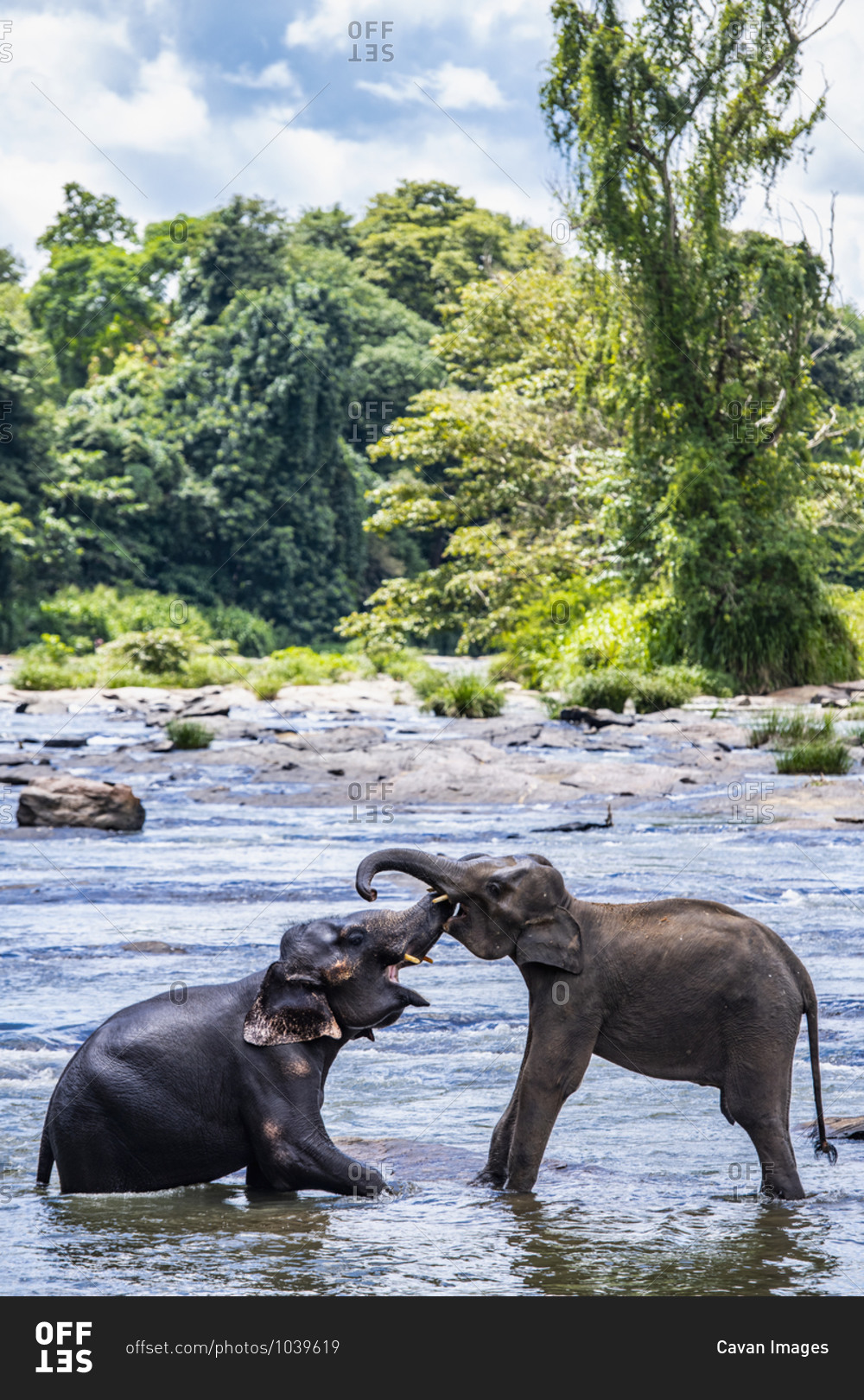 Two Asian elephants bonding at the animal sanctuary in Pinnawala