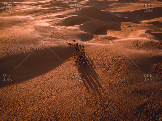 Aerial abstract view of camels and their shadows in the sand dunes of Abu Dhabi, United Arab Emirates.