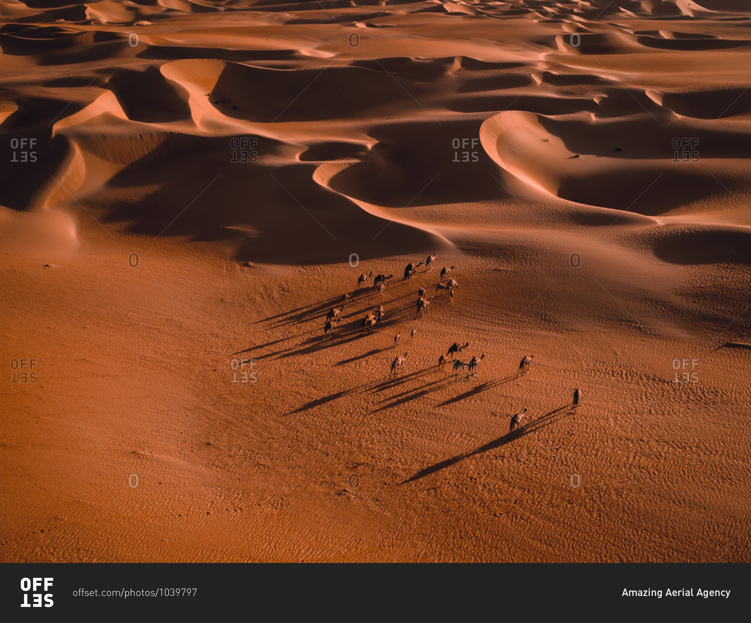 Aerial abstract view of camels and their shadows in the sand dunes of Abu Dhabi, United Arab Emirates.