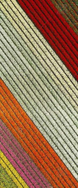 Aerial view of beautiful tulip fields on the outskirts of Amsterdam, Netherlands
