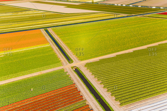 Aerial view of beautiful tulip fields on the outskirts of Amsterdam, Netherlands