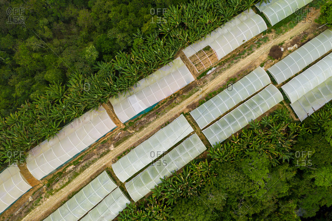 Aerial view of plant nurseries surrounded by trees in Ceara, Brazil.