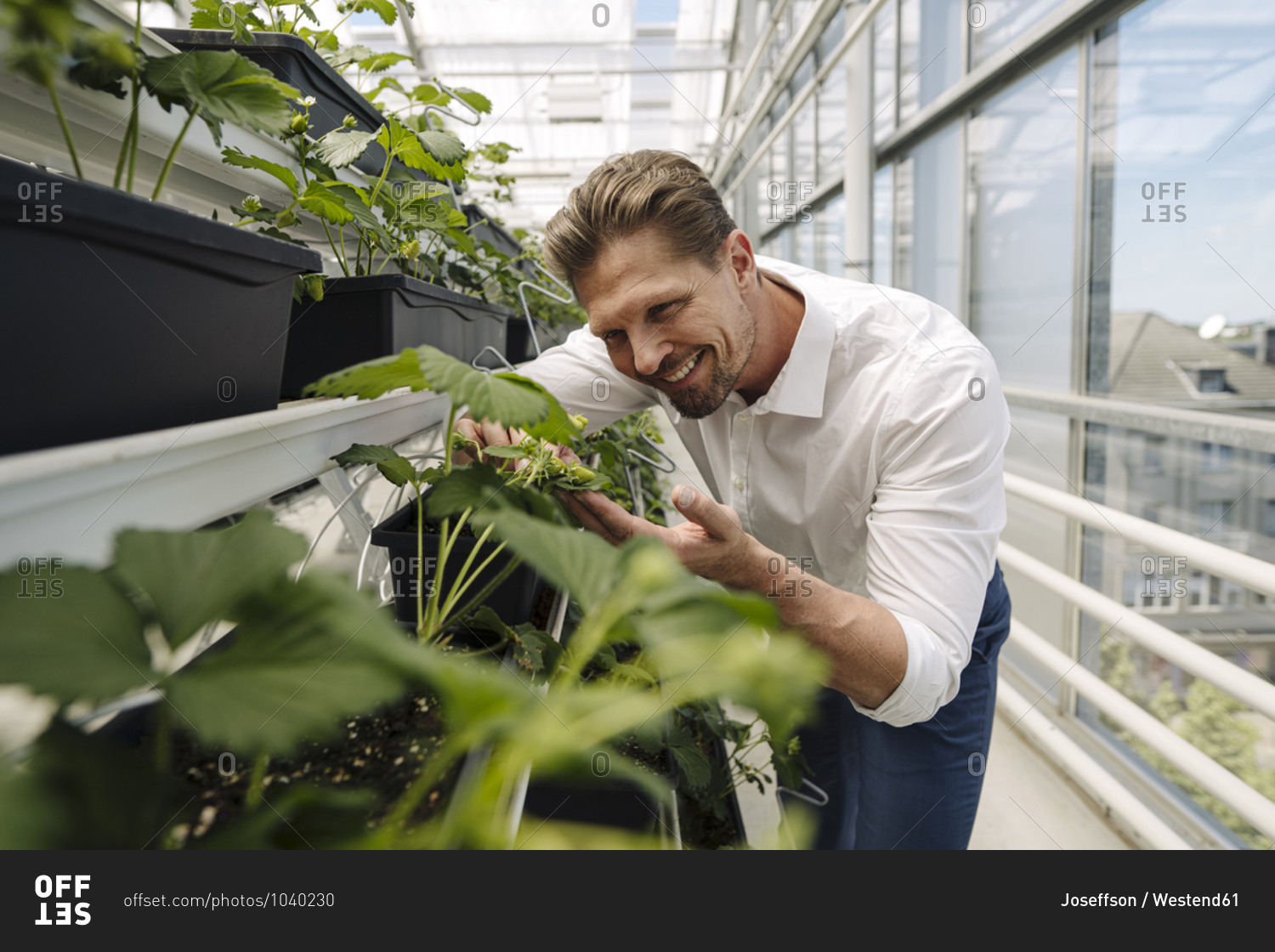 Smiling male entrepreneur examining plants in greenhouse
