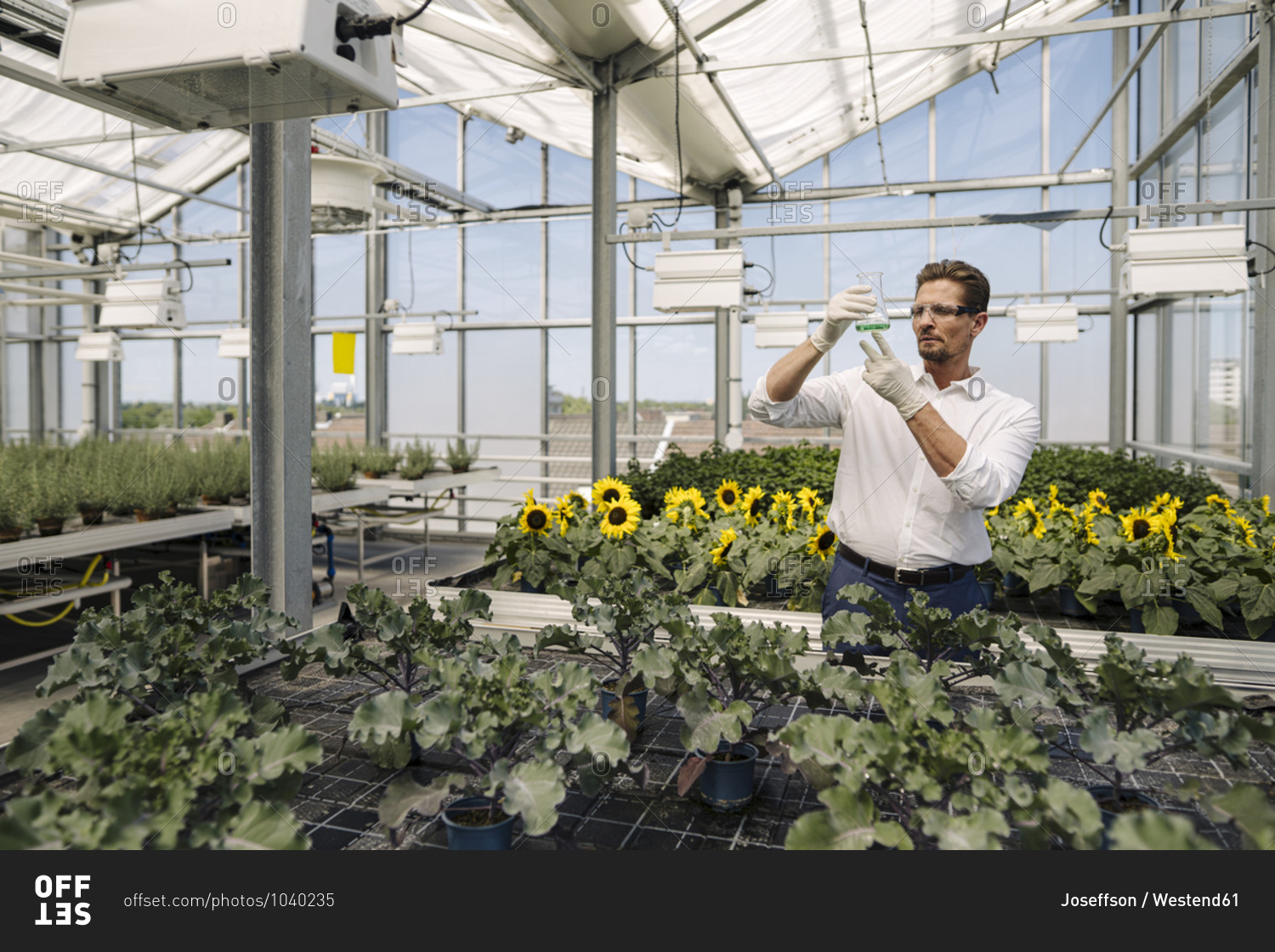 Male scientist holding conical flask while standing amidst plants in greenhouse