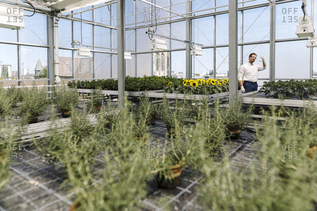 Male scientist holding conical flask while examining plants in greenhouse