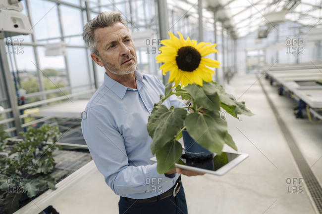 Businessman holding digital tablet and sunflower while standing in greenhouse