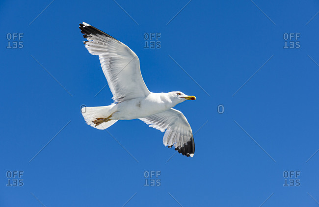gull flying