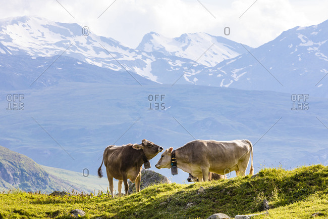 Two cows grazing in Swiss Alps