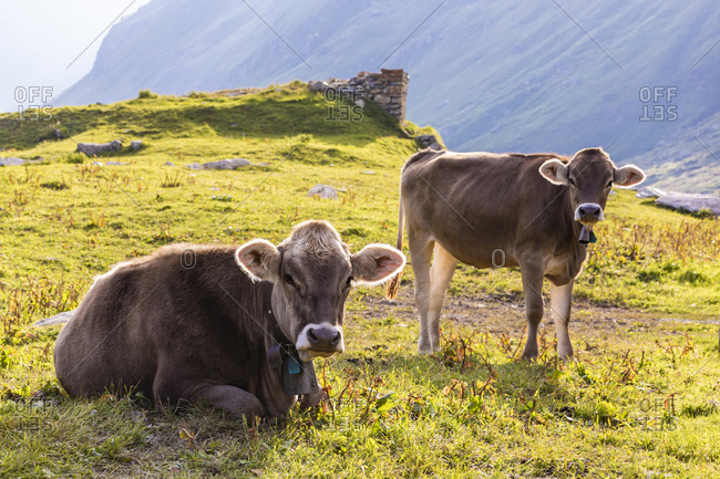 Portrait of two cows relaxing on grass in Swiss Alps