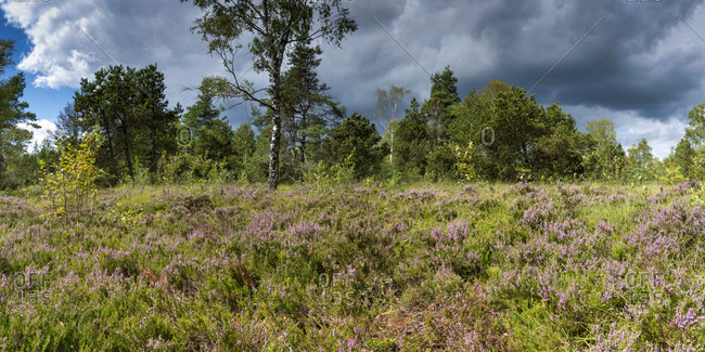 Blooming Heather (calluna Vulgaris, Erica, Ling) In Forest. Stock