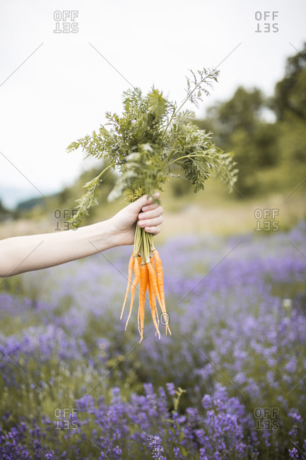 A girl holding stalks of carrots in a field of lavender