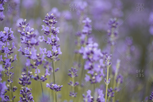 Close up of lavender in a field at sunset close up