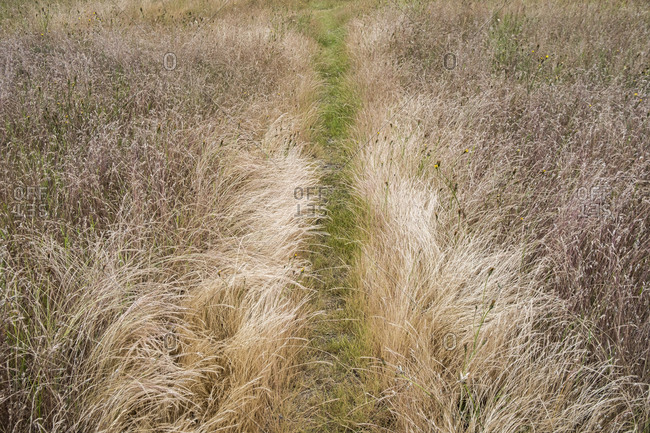 Footpath through field of meadow grasses.