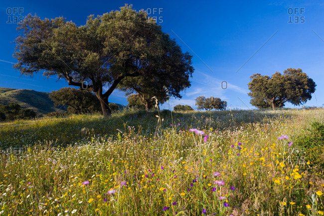Landscape with trees and wildflowers near Guadalupe, Extremadura, Spain.