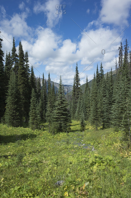 View of remote wilderness, meadow and forest from the Pacific Crest Trail