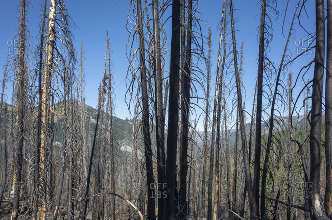 Fire damaged trees and forest along the Pacific Crest Trail