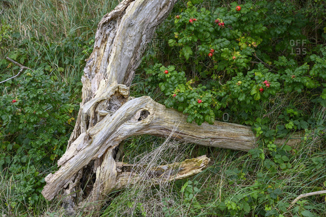 Weathered tree trunk with dog rose bush and red fruits (rose hips).