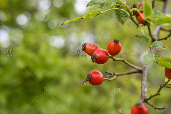 Rosehip shrub with ripe fruit.