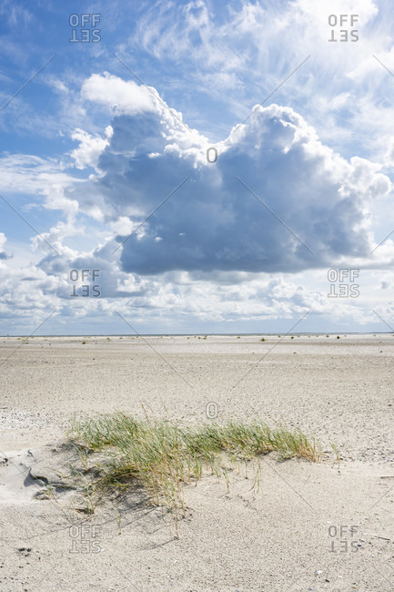 Germany, Lower Saxony, East Frisia, Juist, baby dune with beach grass.