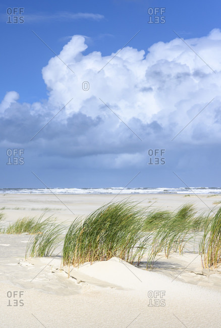 Germany, Lower Saxony, East Frisia, Juist, beach grass (Ammophila) in the wind.