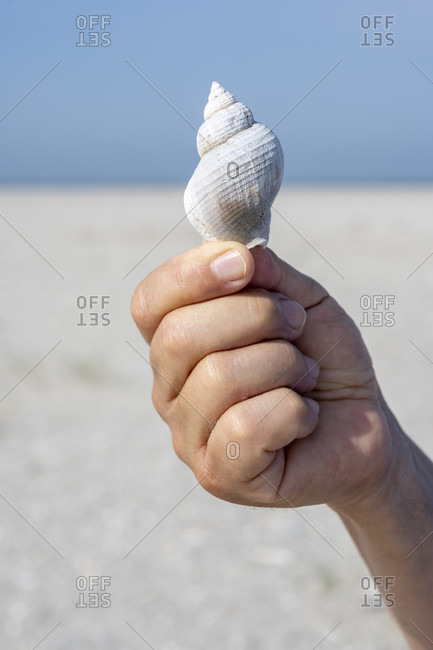 Germany, Lower Saxony, East Frisia, Juist, shell of a sea snail.
