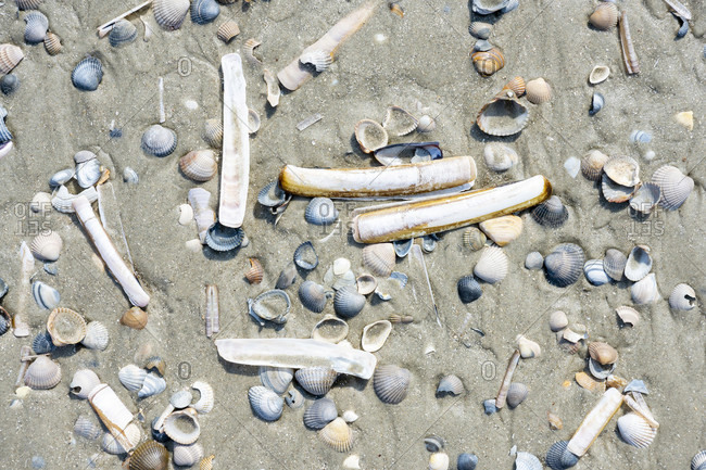 Germany, Lower Saxony, East Frisia, Juist, shells on the beach.