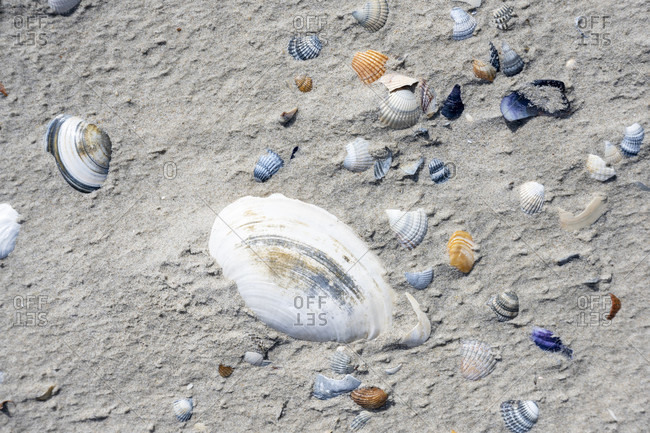 Germany, Lower Saxony, East Frisia, Juist, shells on the beach.