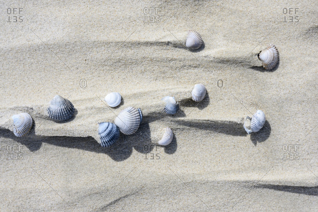 Shells on the sandy beach with sand flags after a storm.