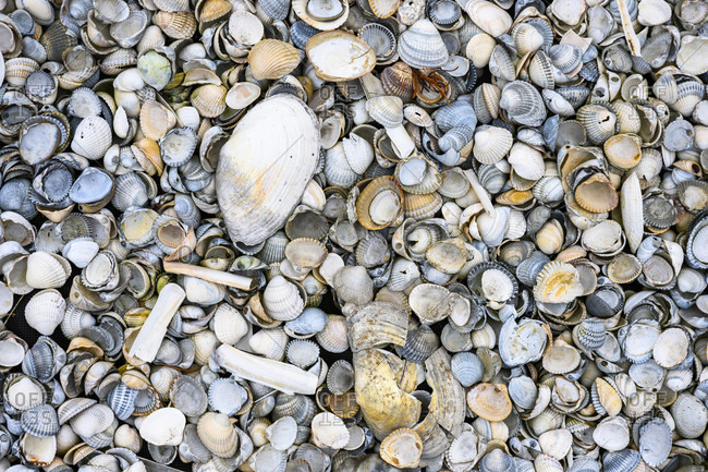 Mussels (Bivalvia Latin bi-valvius "two-fold") mollusks.