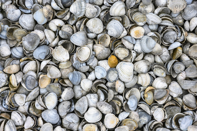 are clams mollusks