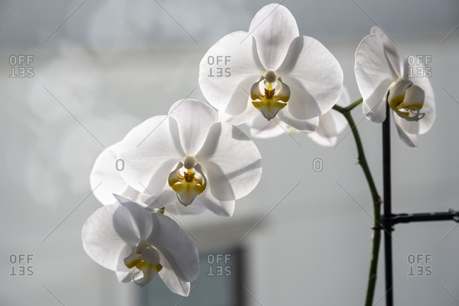 White orchids, Phalaenopsis flower Orchidaceae