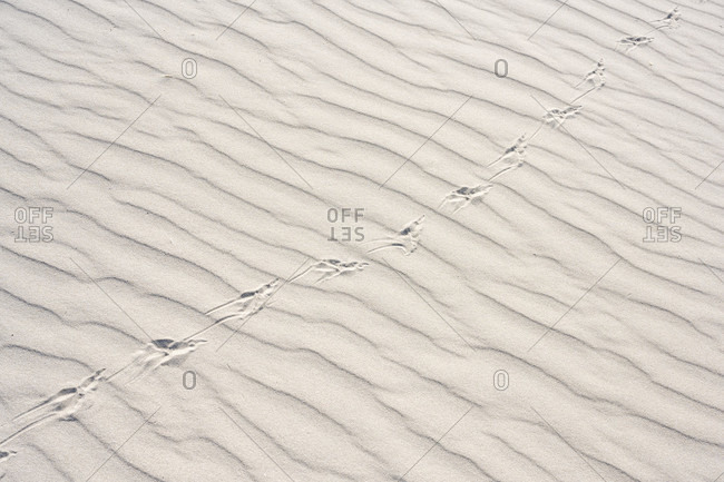 Germany, Lower Saxony, East Frisia, Juist, sand structure, traces in the sand.